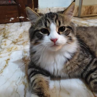 قطط شيرازي هيمالايا