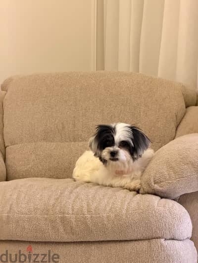 Havanies dog - 1year