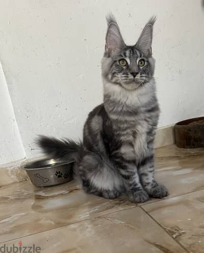 Amazing baby Maine coon female