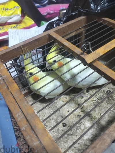 جوز كوكتيل لاتيني