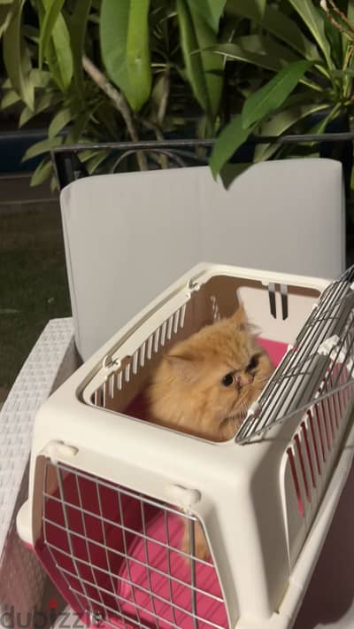 Pink & White Cat Carrier