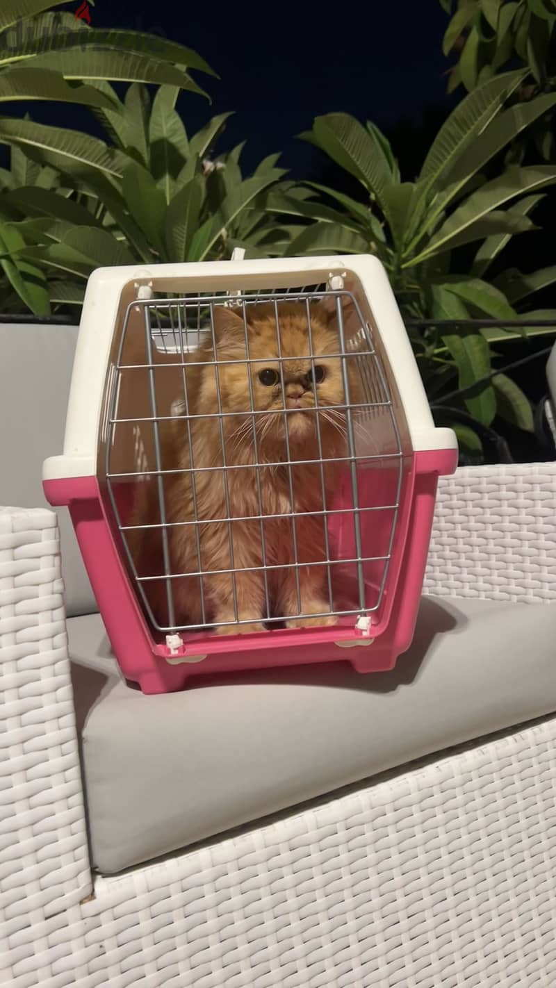 Pink & White Cat Carrier 2