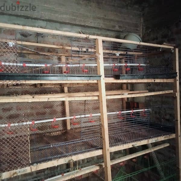 بطاريات فراخ 1