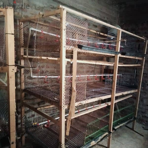 بطاريات فراخ 2