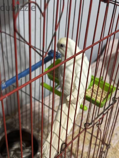 ريدرام البينو