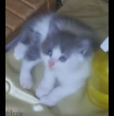 قط شيرازي بيور