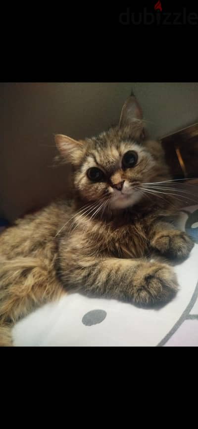 قطه للبيع