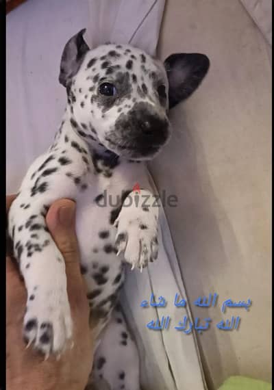 جراوي ديلمشن  بسم الله ما شاء الله