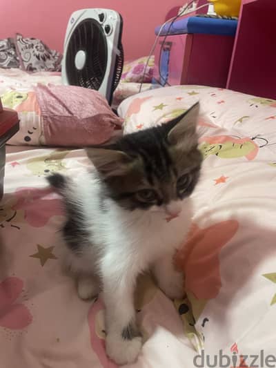 Female kitten for adoption