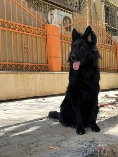 Black german shepherd