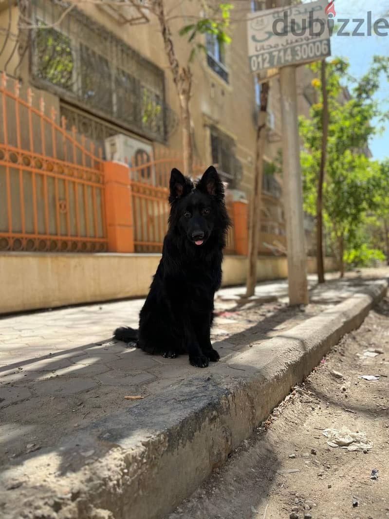 Black german shepherd 1