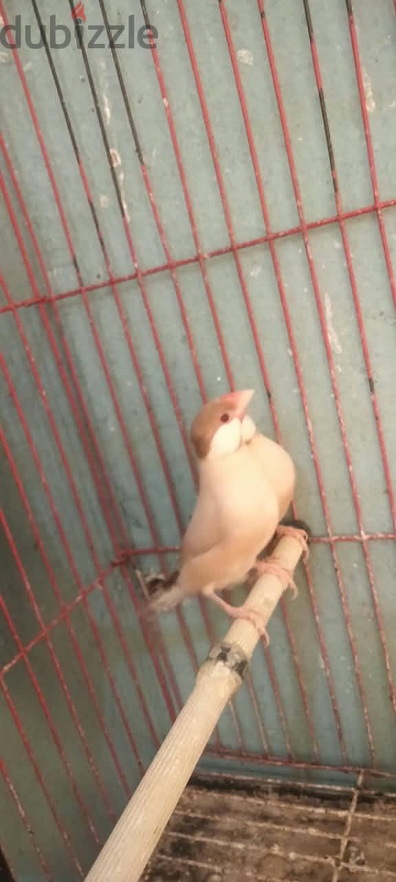 جاوا فون 1