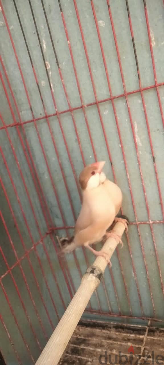 جاوا فون 6