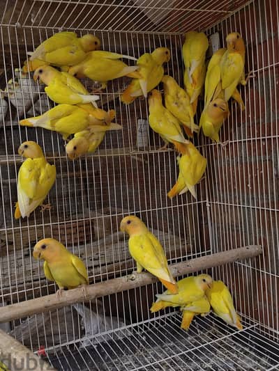 روز اوبلاين اورنج