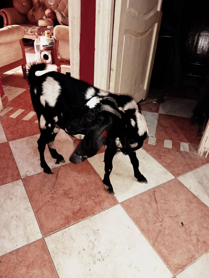 معزه ضبعى 1