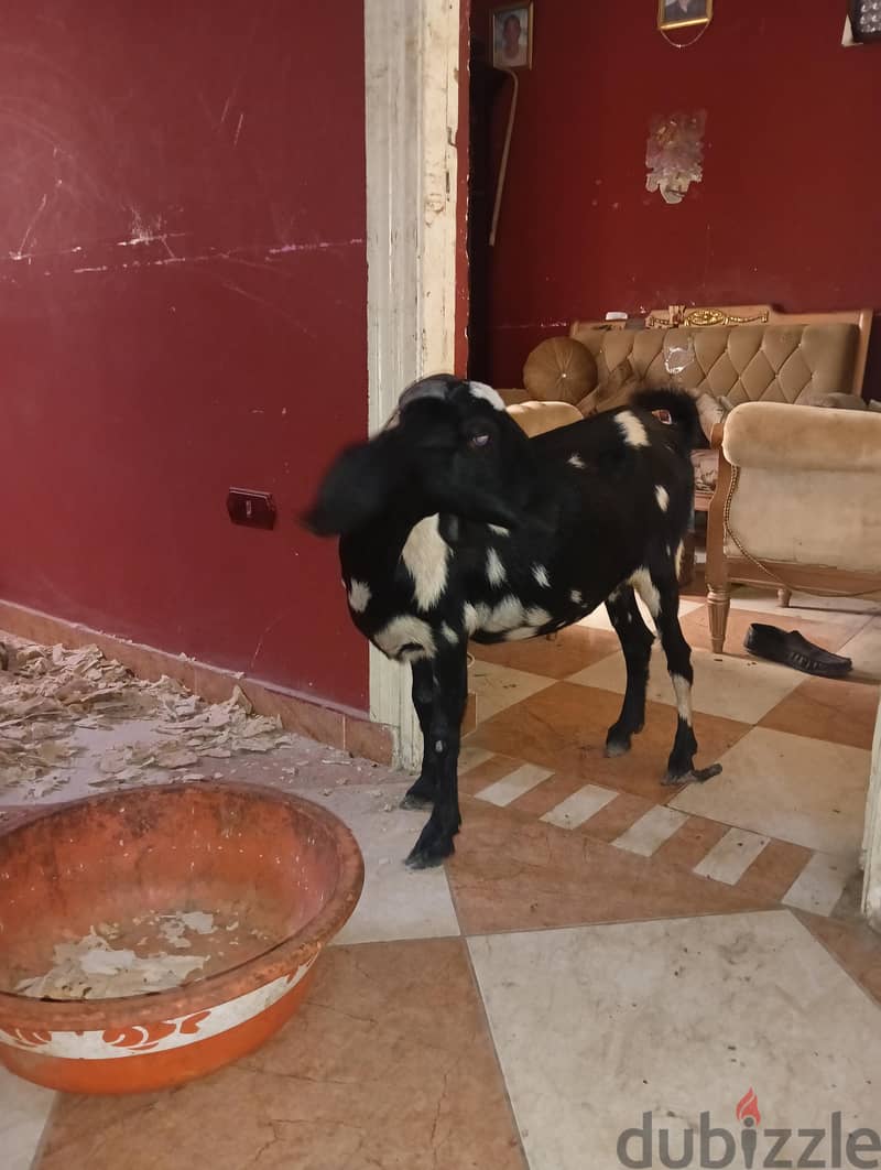 معزه ضبعى 2