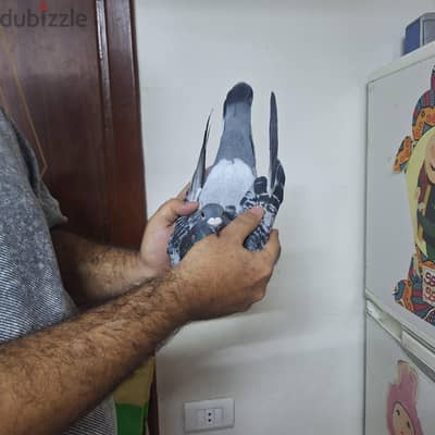 دكر زاجل مفصص