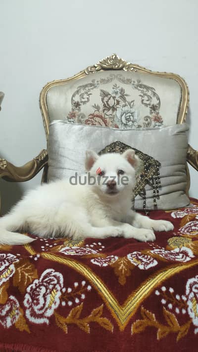 جرو هاسكي بنت شهرين