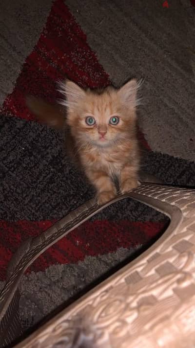 Orange cat for sale