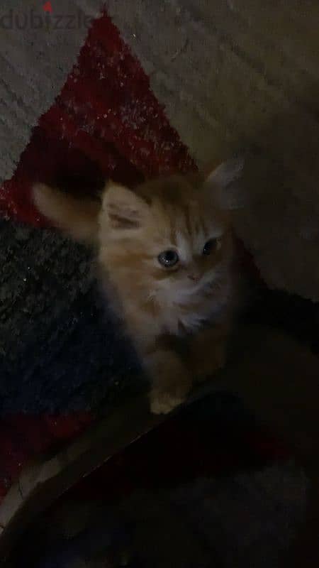 Orange cat for sale 1
