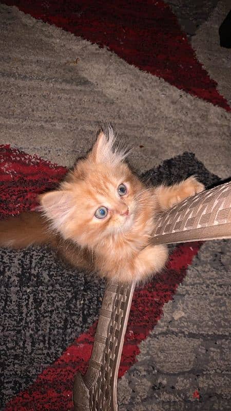 Orange cat for sale 2