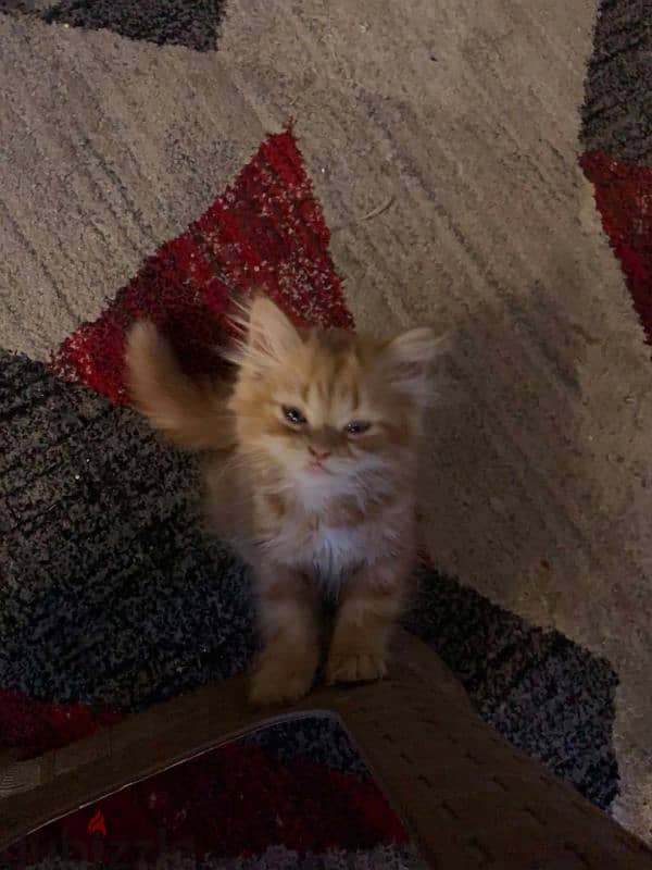 Orange cat for sale 3