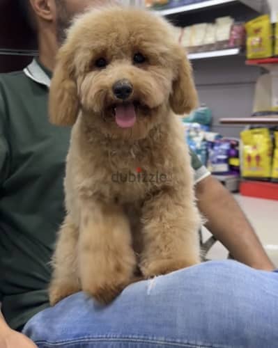 Toy poodle female
