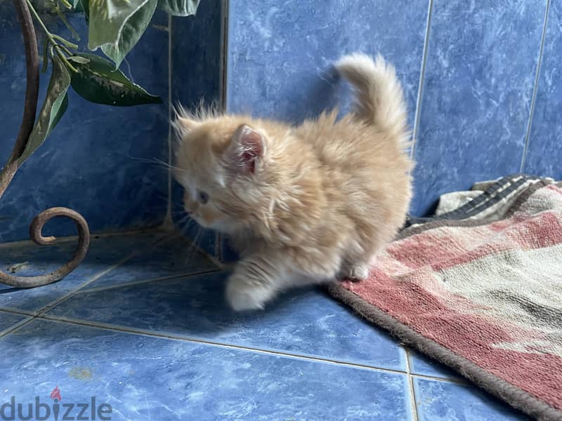 Cat  for sell 1
