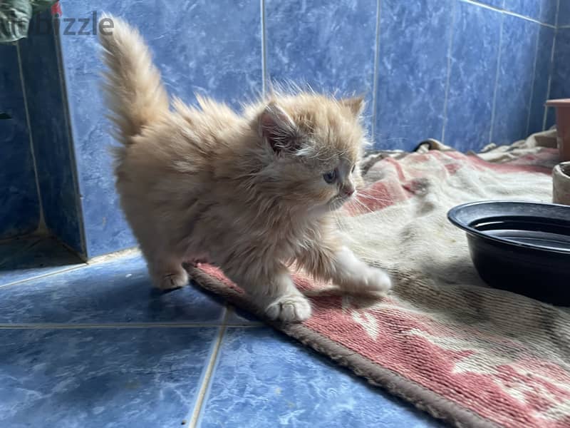 Cat  for sell 2