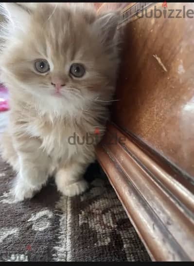 Cat  for sell