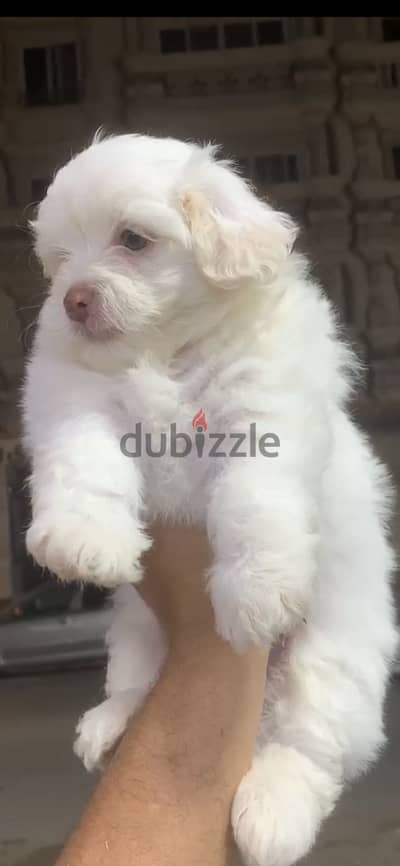 Havanese dog