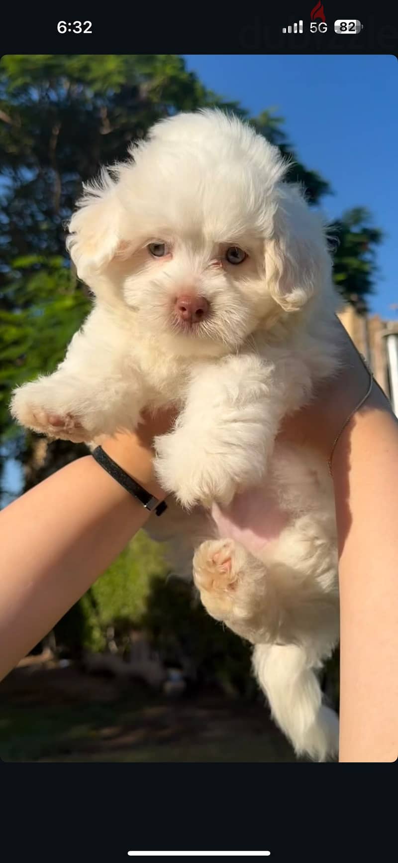 Havanese dog 1
