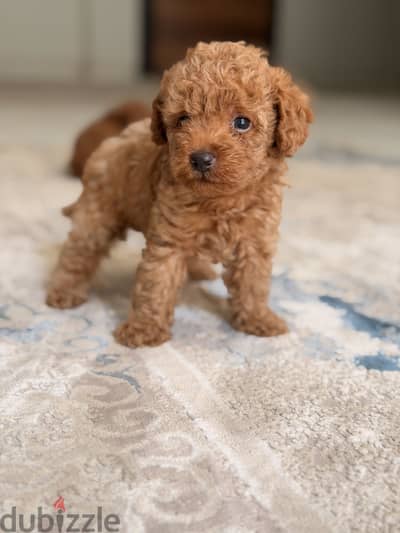Toypoodle poodle toy poodle بودل