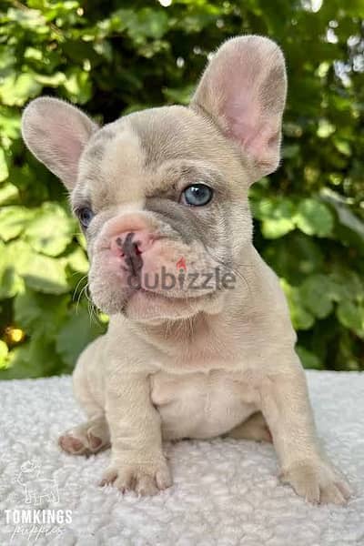 French bulldog فرنش بولدوج