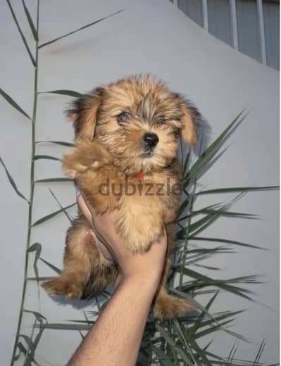 Female maltipoo 75 day مالتيبو