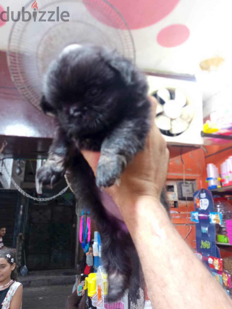 جراء بكنيز 4