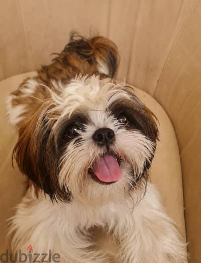 Purebred Shih Tzu Female