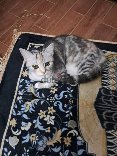 قطه للبيع