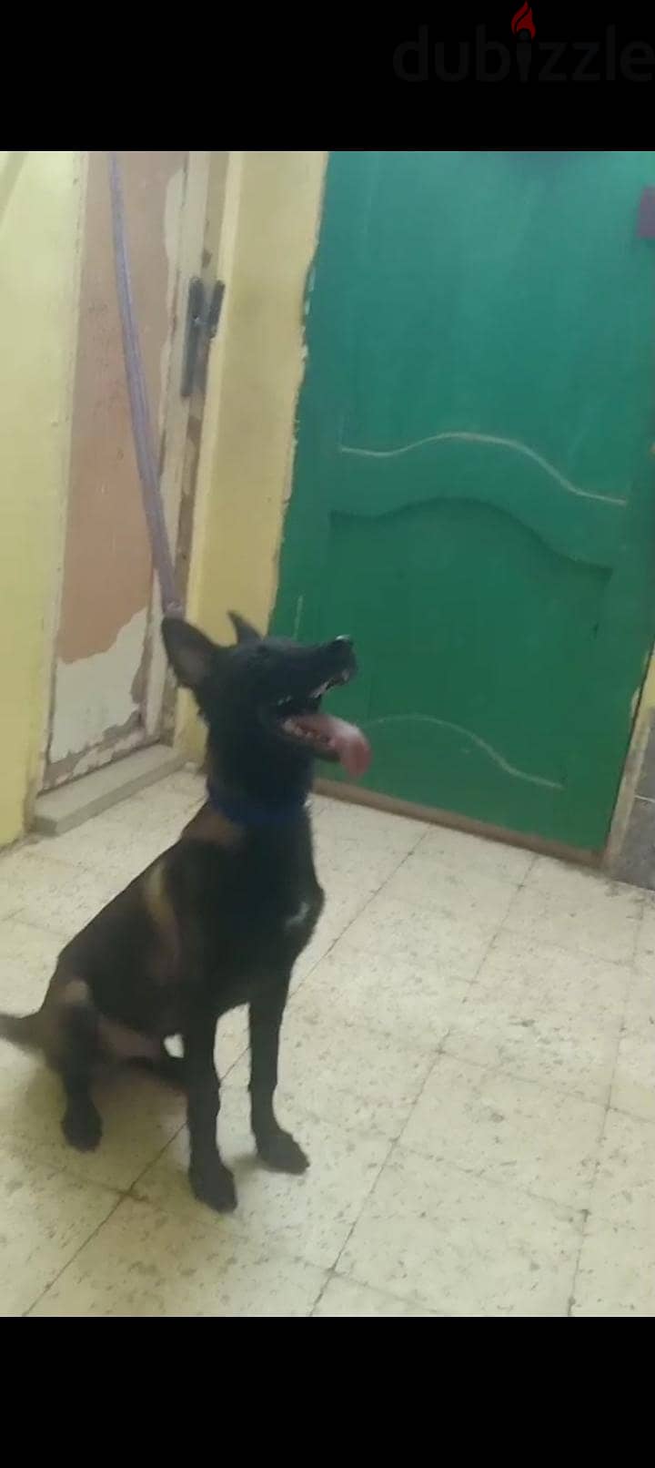 جرو مالينو 1