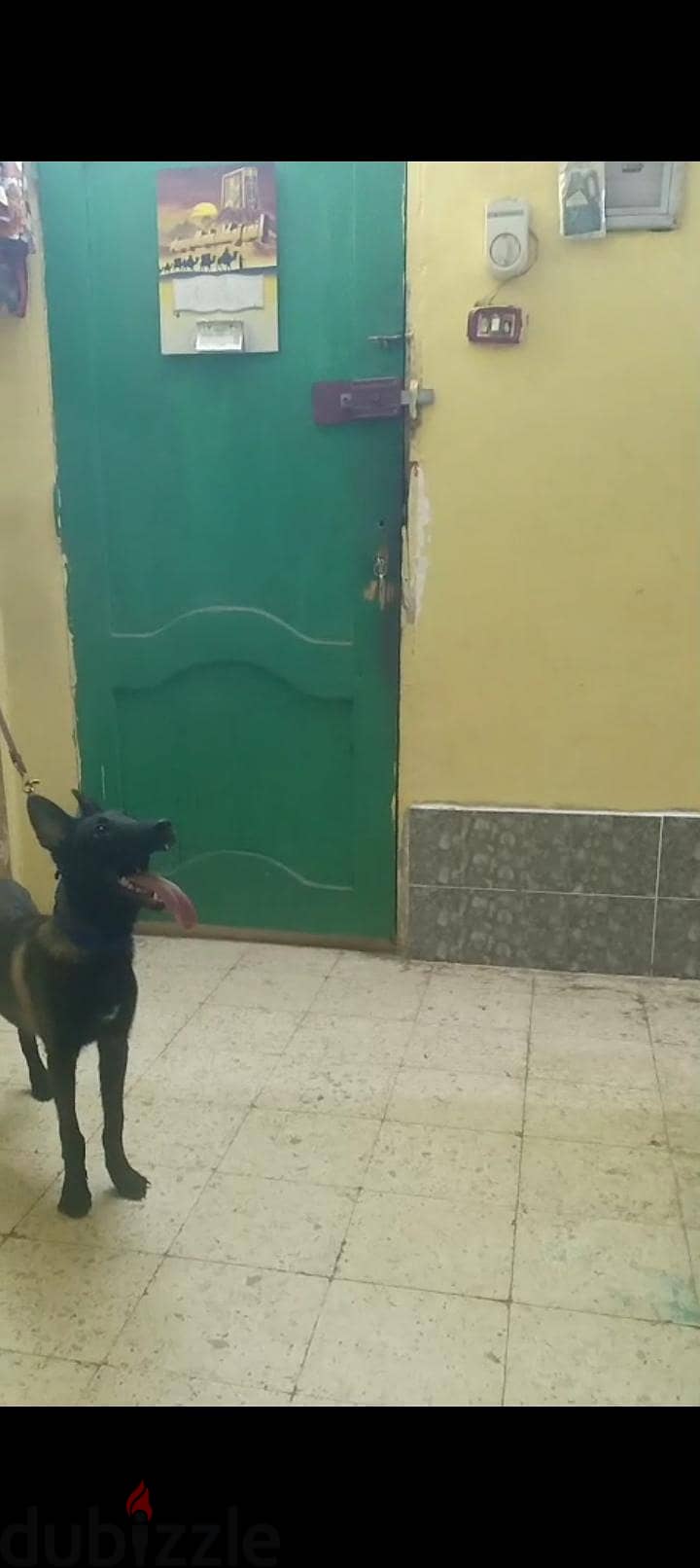 جرو مالينو 4