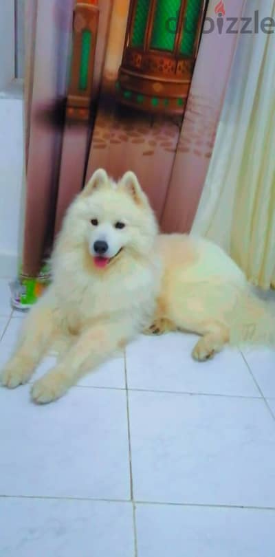 Samoyed Dog