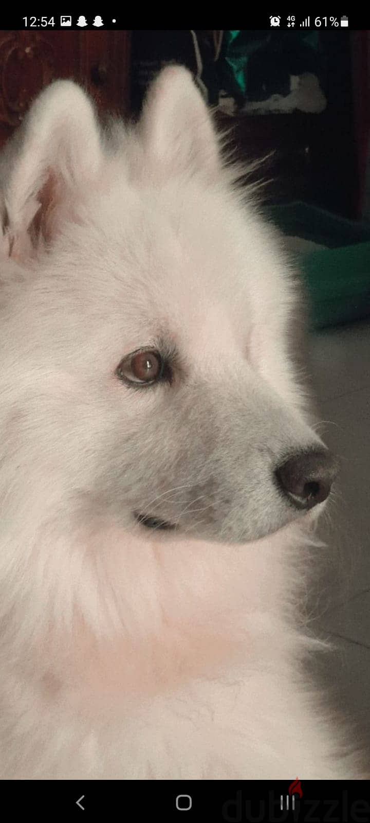 Samoyed Dog 1