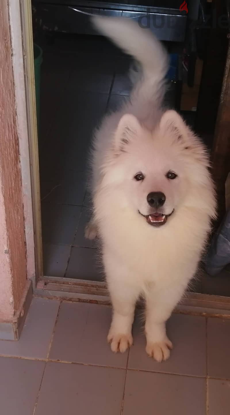 Samoyed Dog 2
