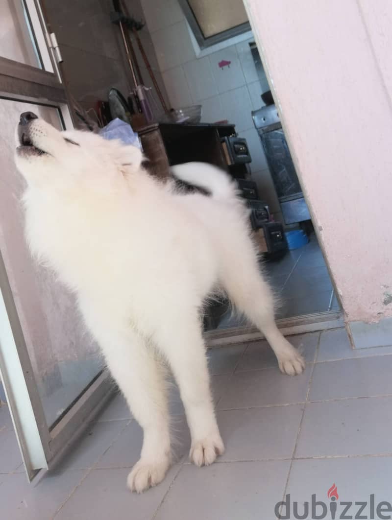 Samoyed Dog 3