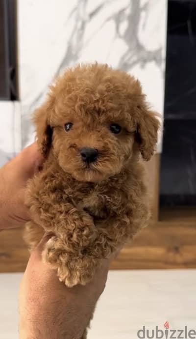 Toy poodle for sale