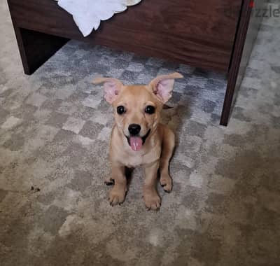 chihuahua