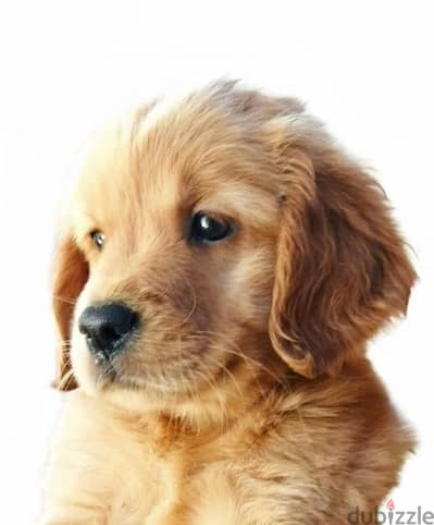 Golden Retriver puppies جراوي جولدن انجليزي اهالي مستوردة