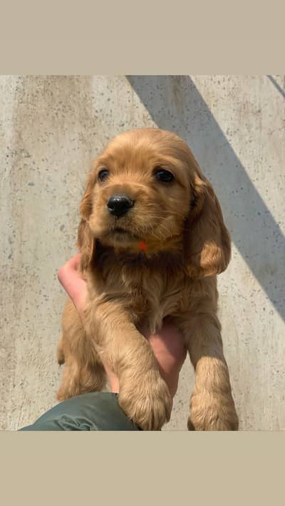 01207065572  Cocker spaniel كوكر اسباني