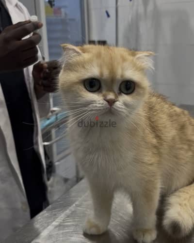 Scottish fold/ British gold ny11,ny12