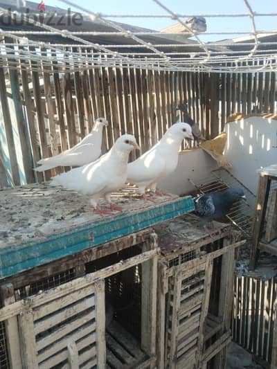 قصين لاحم للبيع شغالين